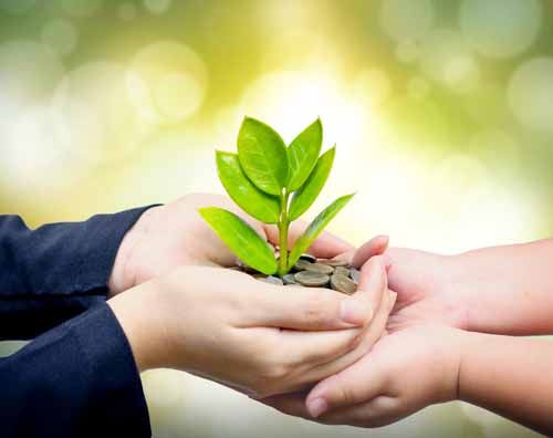 An adult and child's hand hold a plant